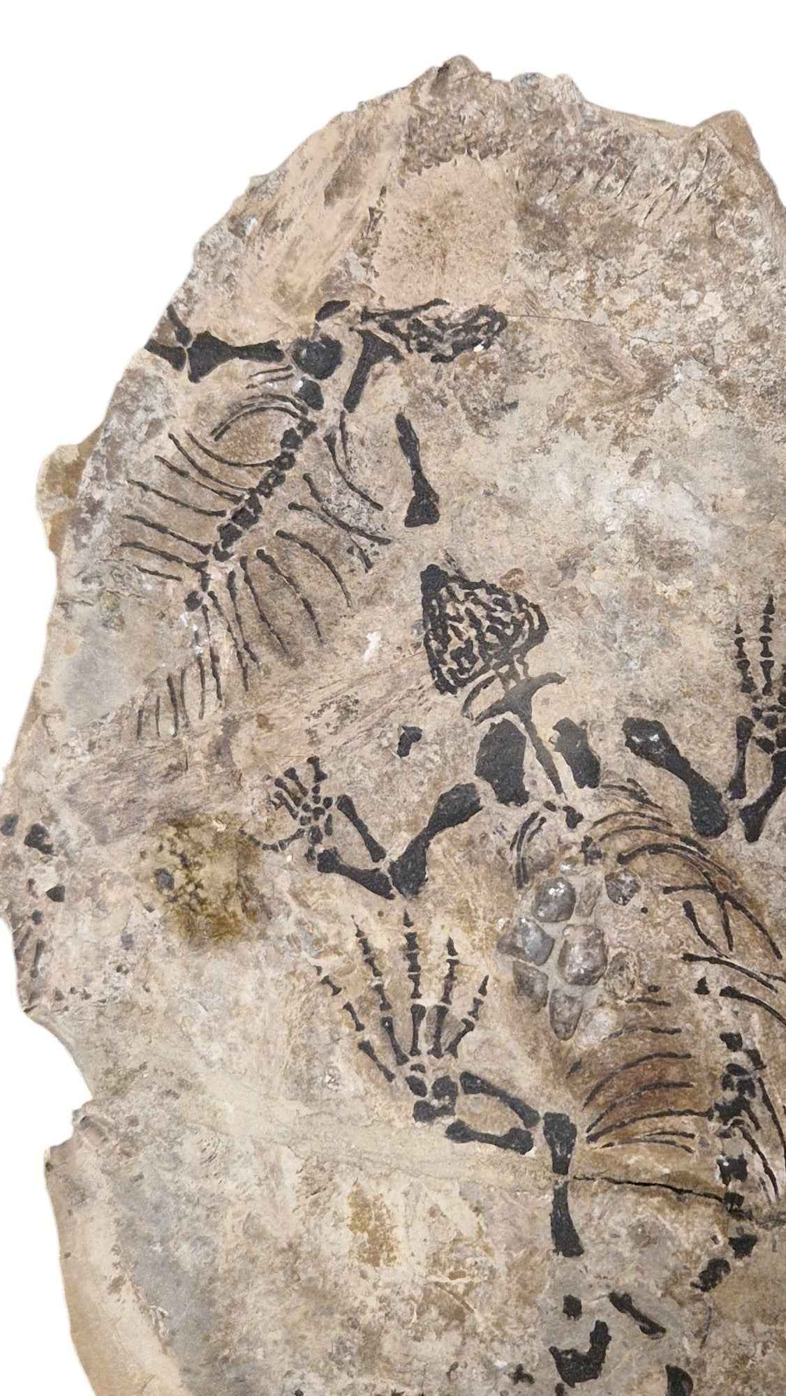 Barasaurus - Parareptile Triassic fossil - authentic fossil specimen, natural history by Fossils NH