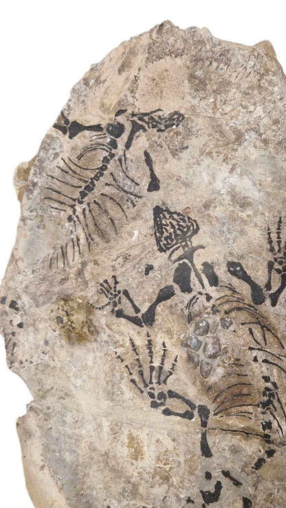 Barasaurus - Parareptile Triassic fossil - authentic fossil specimen, natural history by Fossils NH