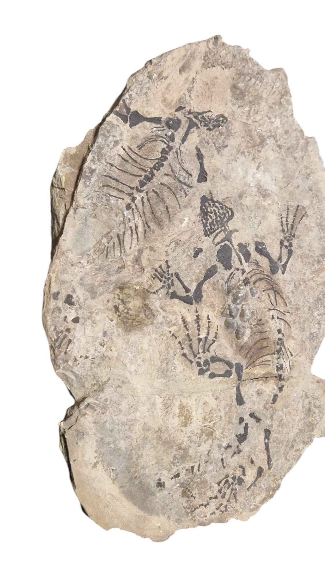 Barasaurus - Parareptile Triassic fossil - authentic fossil specimen, natural history by Fossils NH