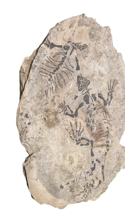 Barasaurus - Parareptile Triassic fossil - authentic fossil specimen, natural history by Fossils NH