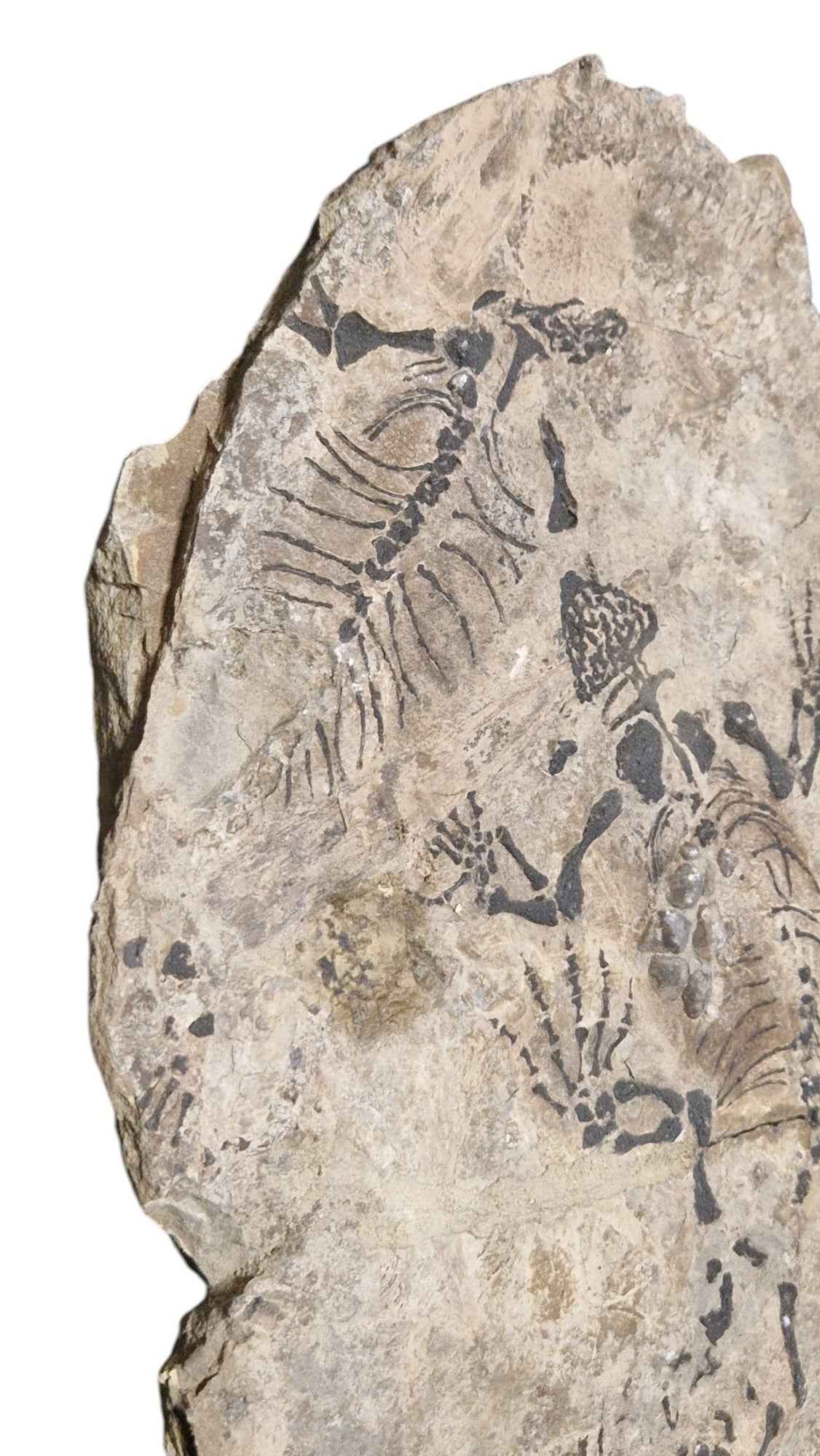 Barasaurus Parareptile Fossil - Triassic Madagascar 240 Mya | Fossils NH