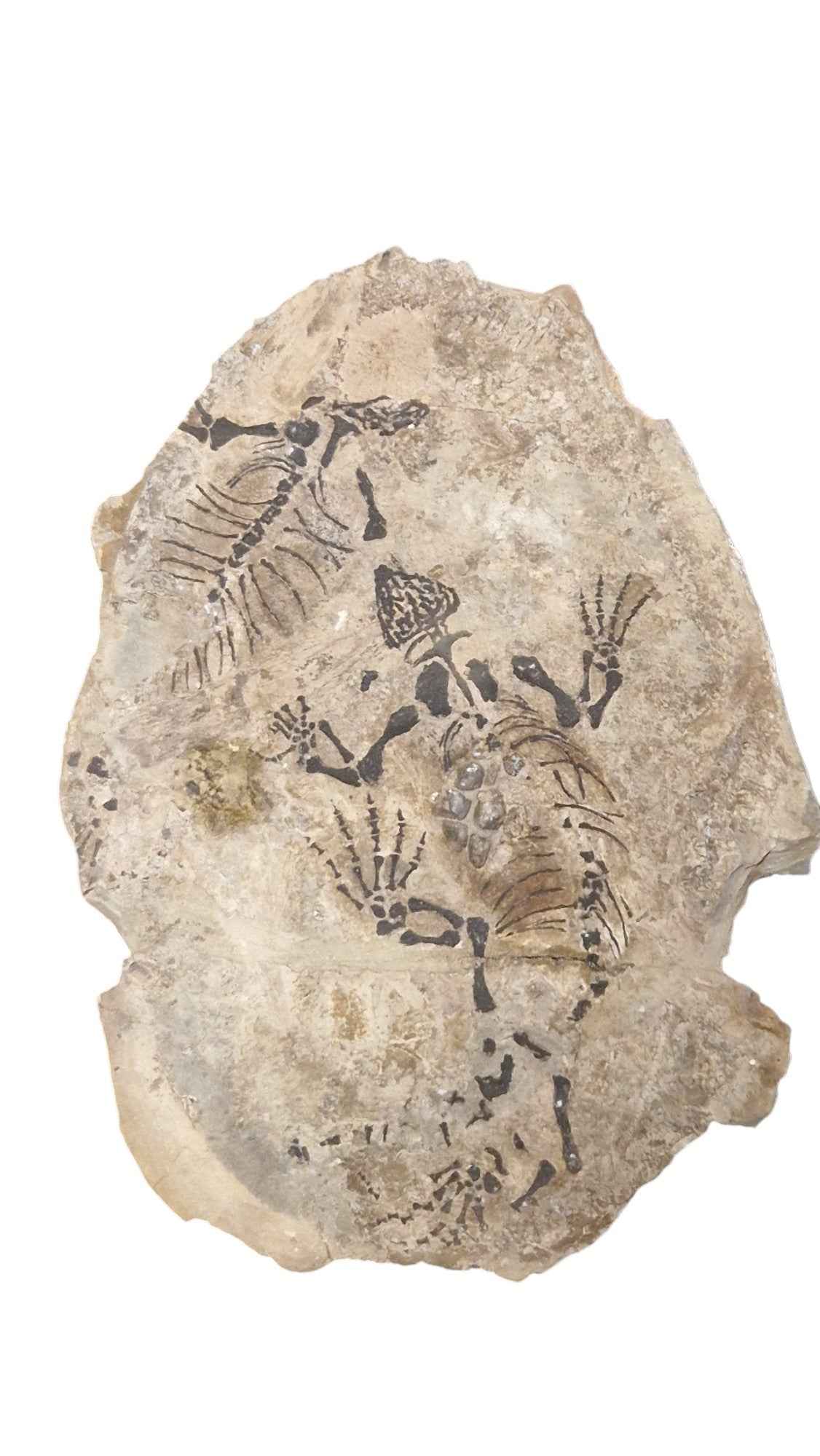 Barasaurus - Parareptile Triassic fossil - authentic fossil specimen, natural history by Fossils NH