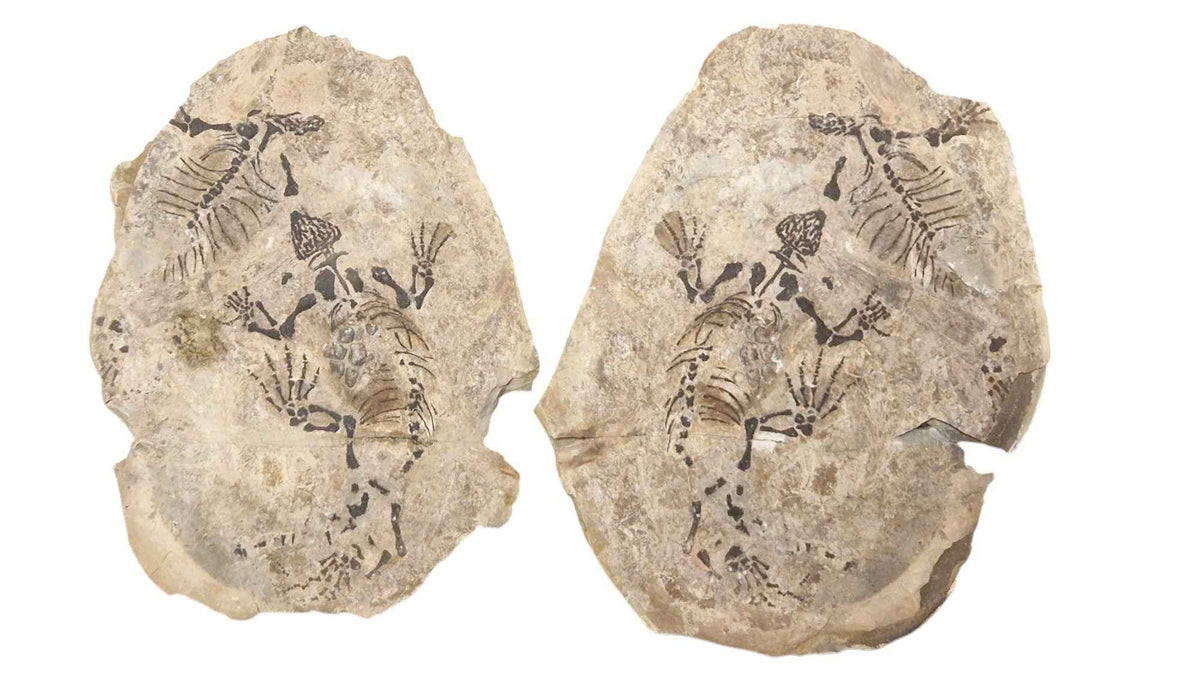 Barasaurus Parareptile Fossil - Triassic Madagascar 240 Mya | Fossils NH