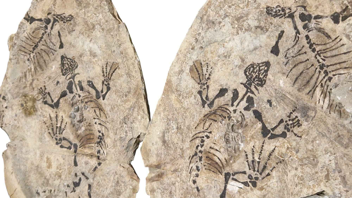 Barasaurus - Parareptile Triassic fossil - authentic fossil specimen, natural history by Fossils NH