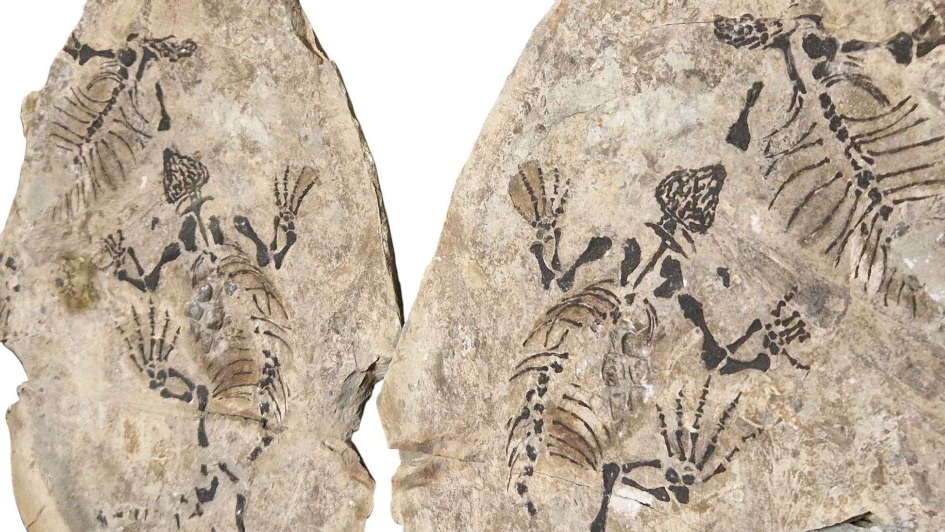 Barasaurus - Parareptile Triassic fossil - authentic fossil specimen, natural history by Fossils NH