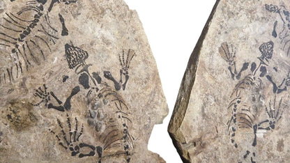 Barasaurus - Parareptile Triassic fossil - authentic fossil specimen, natural history by Fossils NH