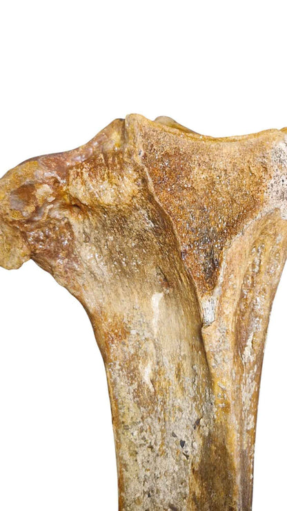Mammoth Tibia Bone - Giant of Pleistocene - authentic fossil specimen, natural history by Fossils NH