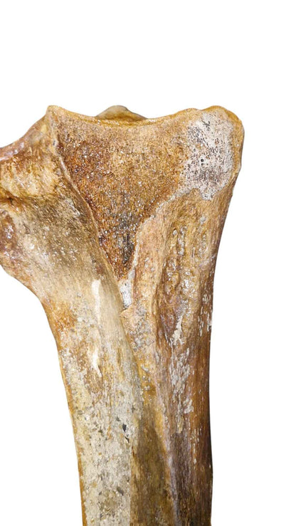 Mammoth Tibia Bone - Giant of Pleistocene - authentic fossil specimen, natural history by Fossils NH