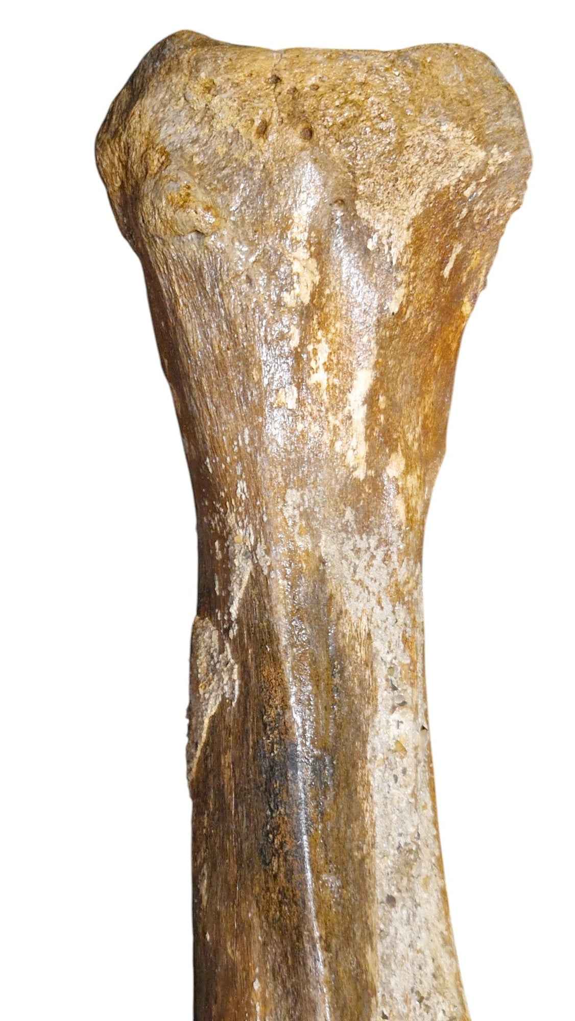 Mammoth Tibia Bone - Giant of Pleistocene - authentic fossil specimen, natural history by Fossils NH