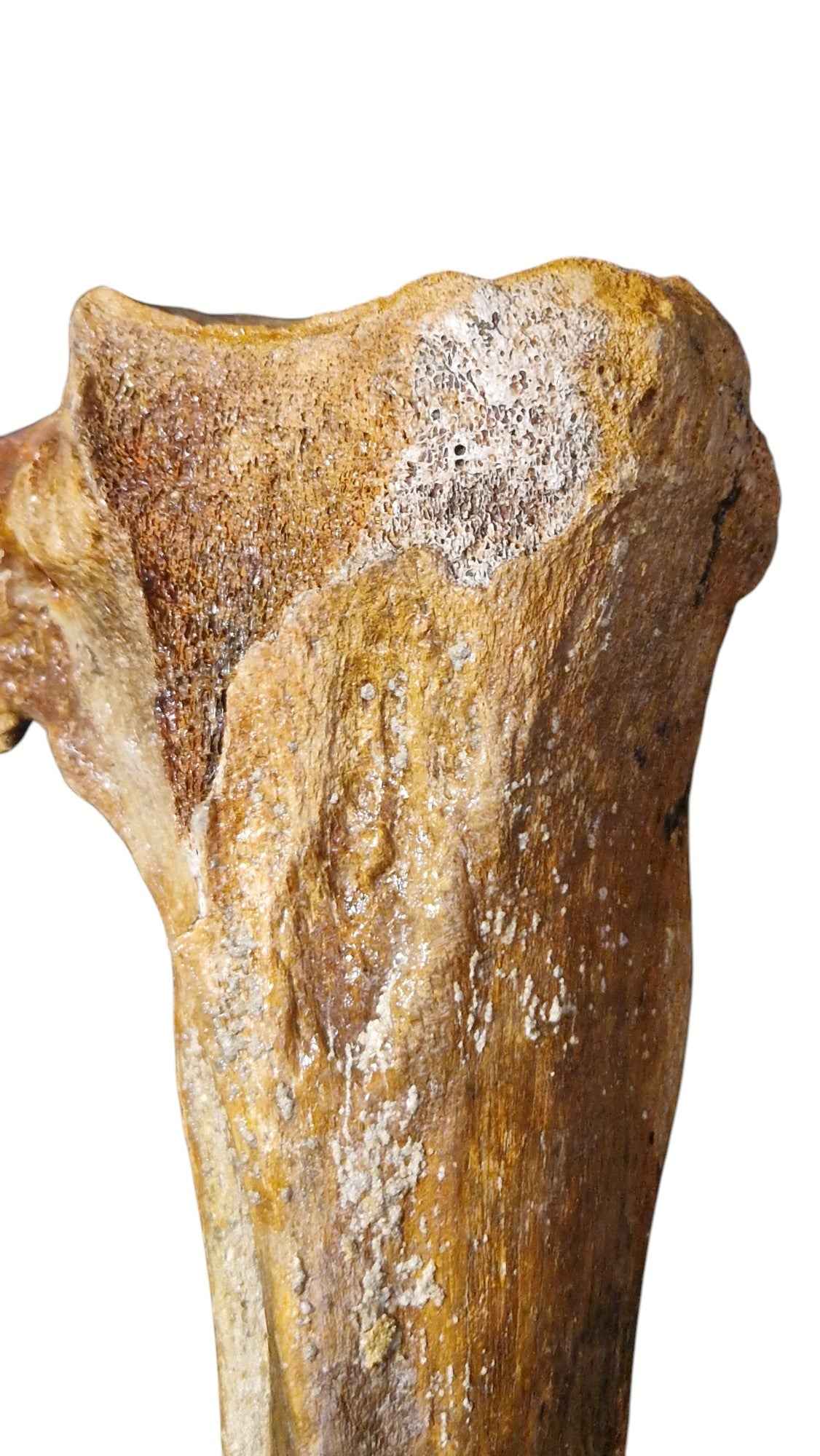 Mammoth Tibia Bone - Giant of Pleistocene - authentic fossil specimen, natural history by Fossils NH