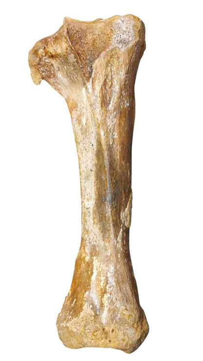 Mammoth Tibia Bone - Giant of Pleistocene - authentic fossil specimen, natural history by Fossils NH