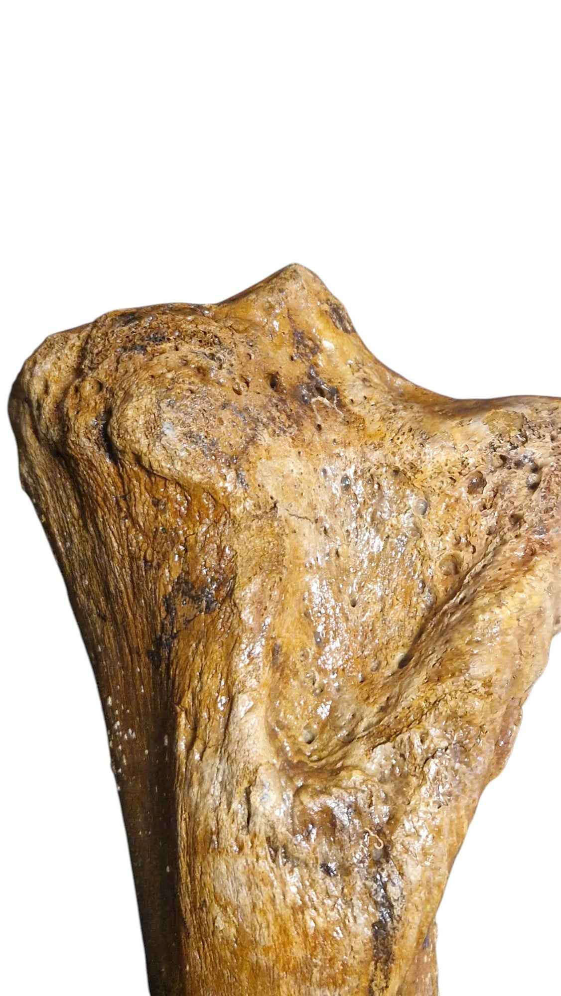 Mammoth Tibia Bone - Giant of Pleistocene - authentic fossil specimen, natural history by Fossils NH
