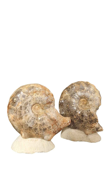 Mammites nodosoides - Pair of Ammonites - authentic fossil specimen, natural history by Fossils NH