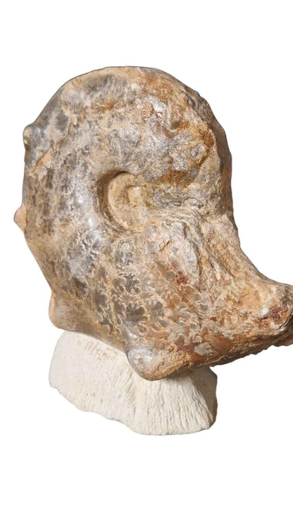 Mammites nodosoides - Pair of Ammonites - authentic fossil specimen, natural history by Fossils NH