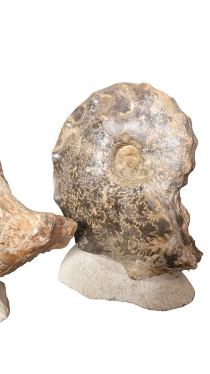 Mammites nodosoides - Pair of Ammonites - authentic fossil specimen, natural history by Fossils NH