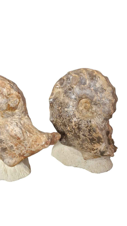 Mammites nodosoides - Pair of Ammonites - authentic fossil specimen, natural history by Fossils NH