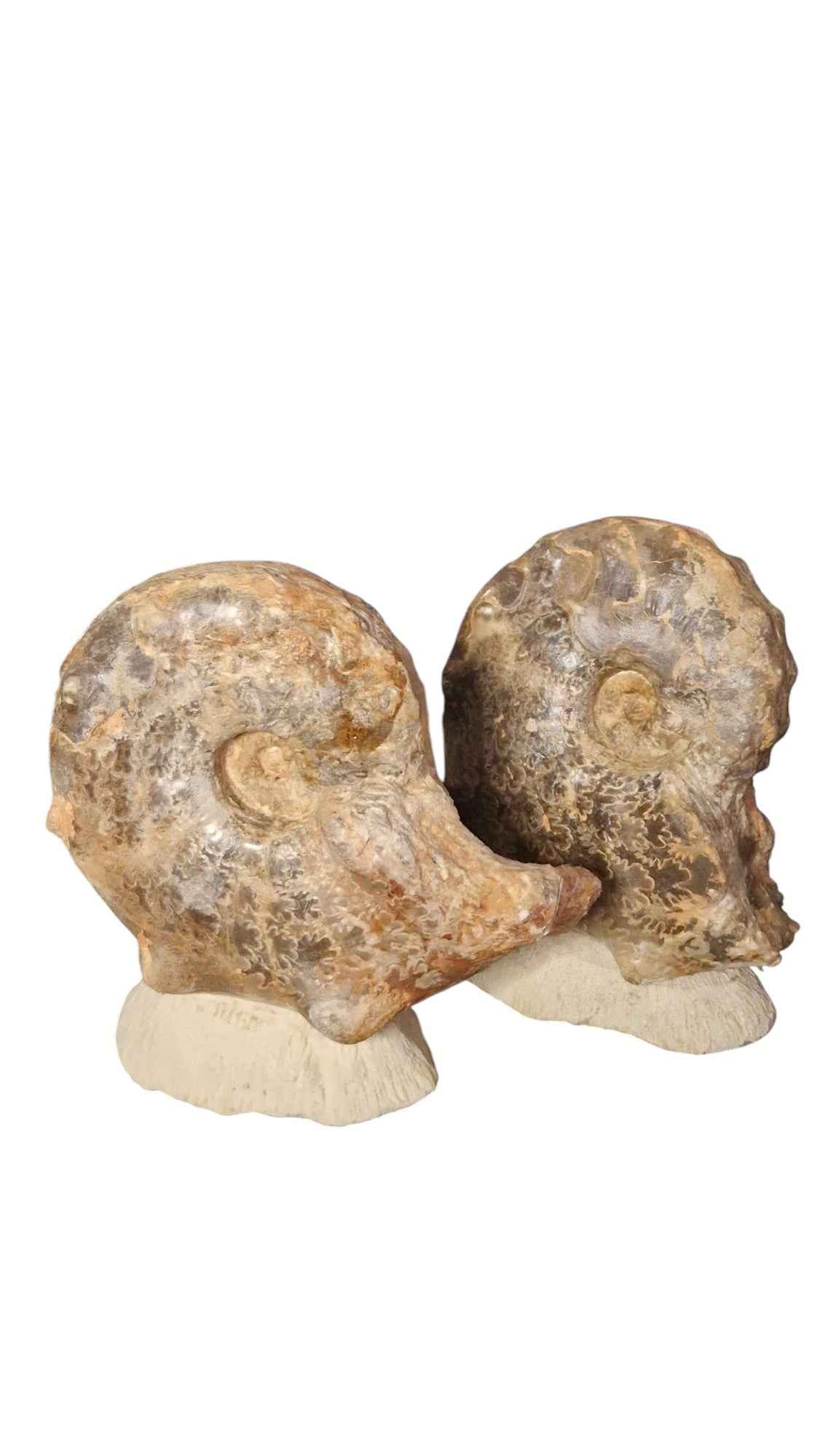Mammites nodosoides - Pair of Ammonites - authentic fossil specimen, natural history by Fossils NH