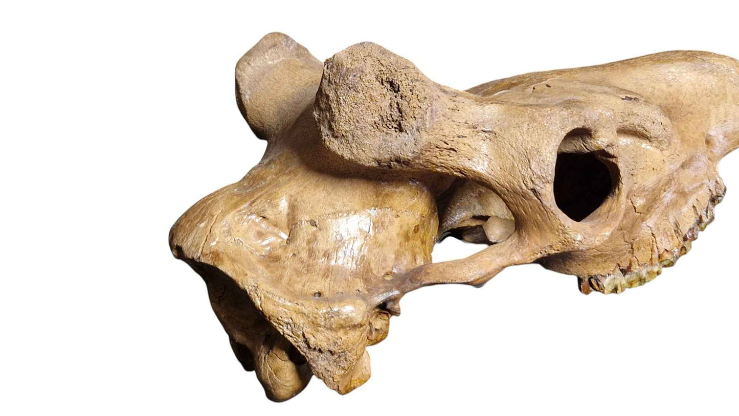 Megaloceros Skull -  Giant Deer of Pleistocene - authentic fossil specimen, natural history by Fossils NH