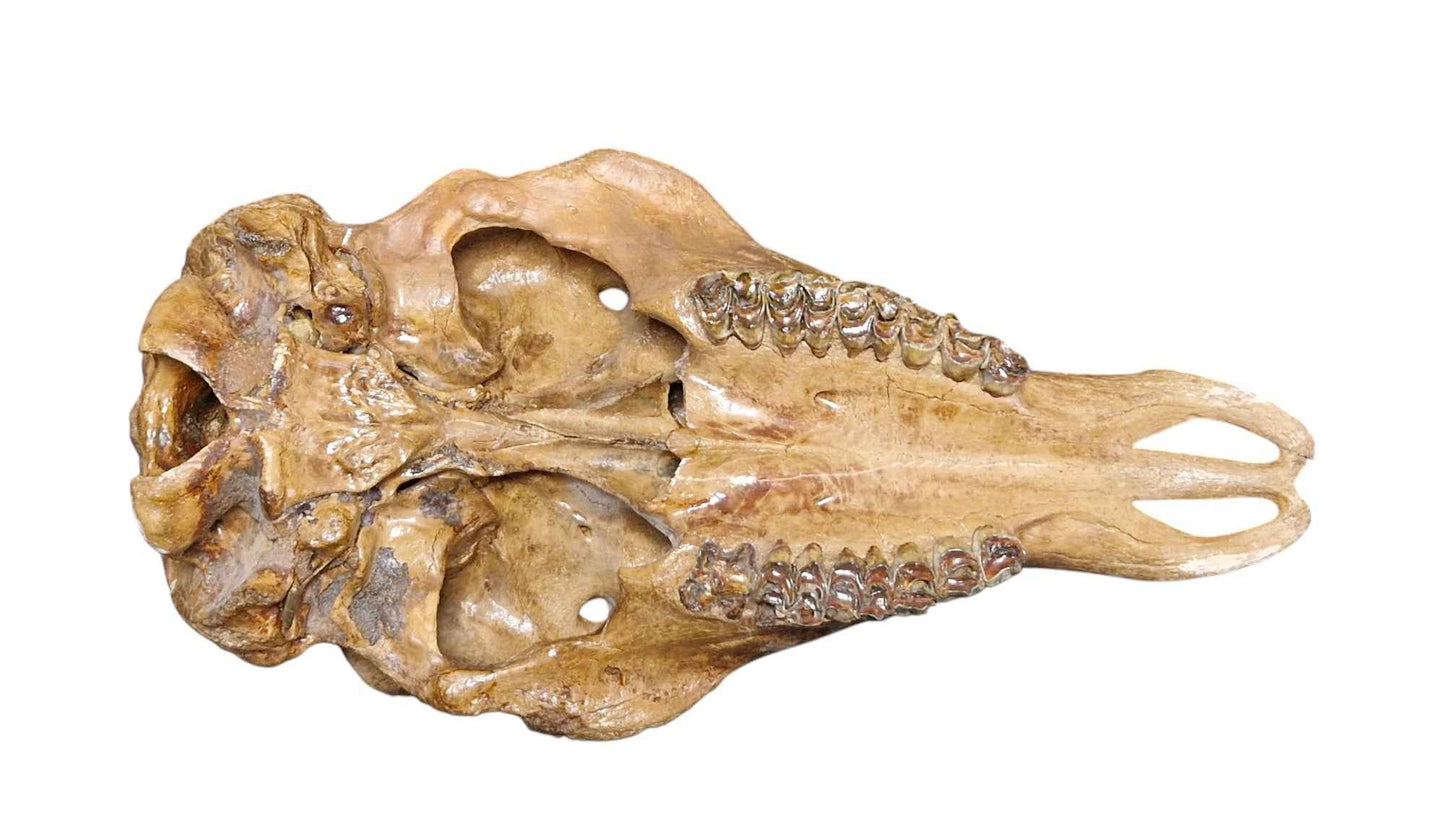 Megaloceros Skull -  Giant Deer of Pleistocene - authentic fossil specimen, natural history by Fossils NH