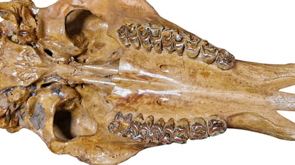 Megaloceros Skull -  Giant Deer of Pleistocene - authentic fossil specimen, natural history by Fossils NH
