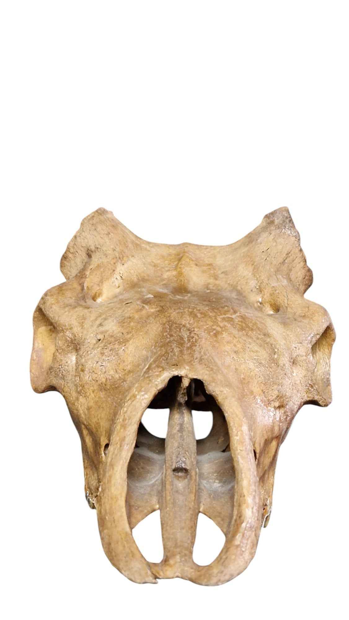 Megaloceros Skull -  Giant Deer of Pleistocene - authentic fossil specimen, natural history by Fossils NH
