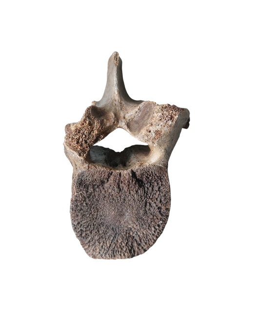 Woolly Mammoth Lumbar Vertebra - authentic fossil specimen, natural history by Fossils NH