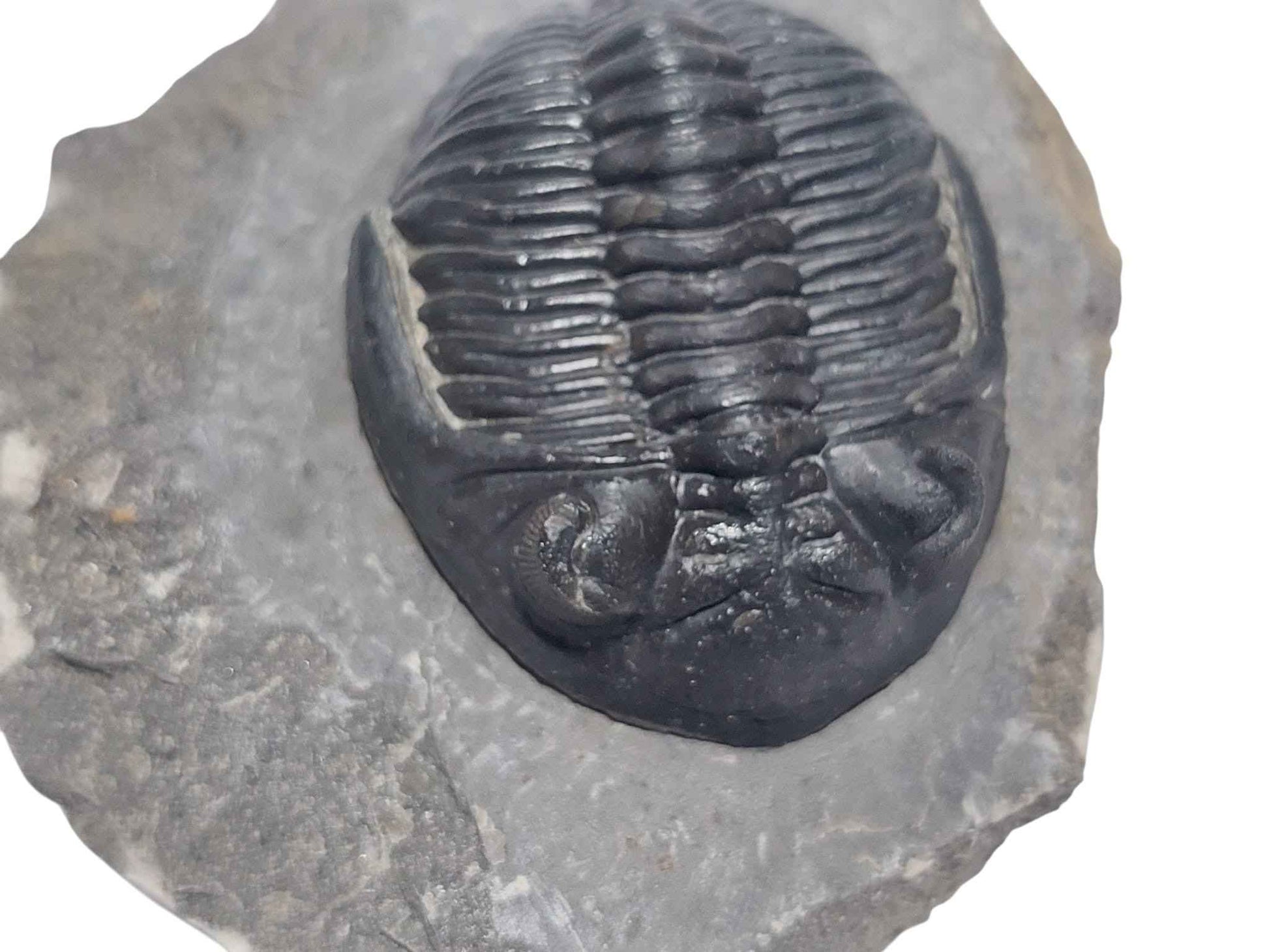 Hollardops mesocristata – Devonian Trilobite - authentic fossil specimen, natural history by Fossils NH