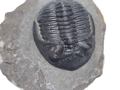 Hollardops mesocristata – Devonian Trilobite - authentic fossil specimen, natural history by Fossils NH