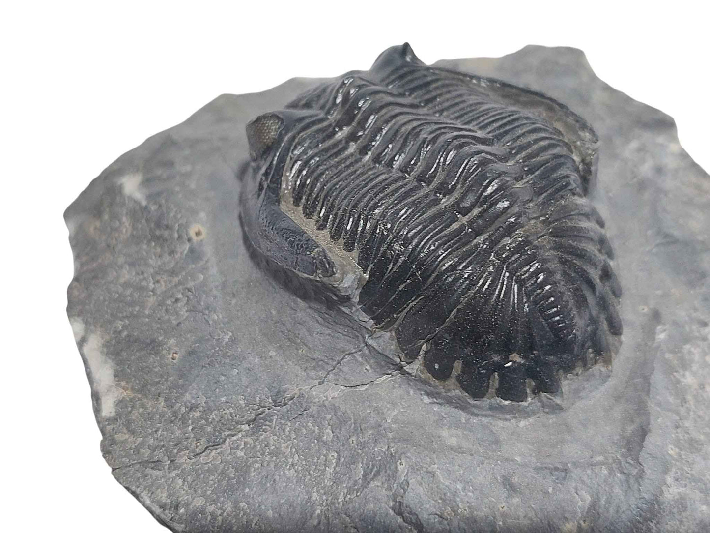 Hollardops mesocristata – Devonian Trilobite - authentic fossil specimen, natural history by Fossils NH