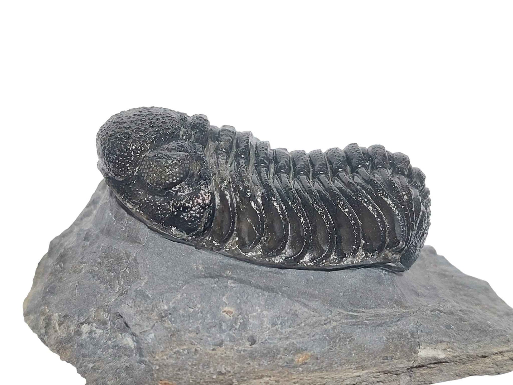 Reedops cephalotes – Devonian Trilobite - authentic fossil specimen, natural history by Fossils NH