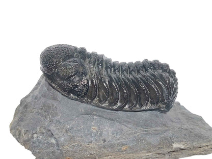 Reedops cephalotes – Devonian Trilobite - authentic fossil specimen, natural history by Fossils NH