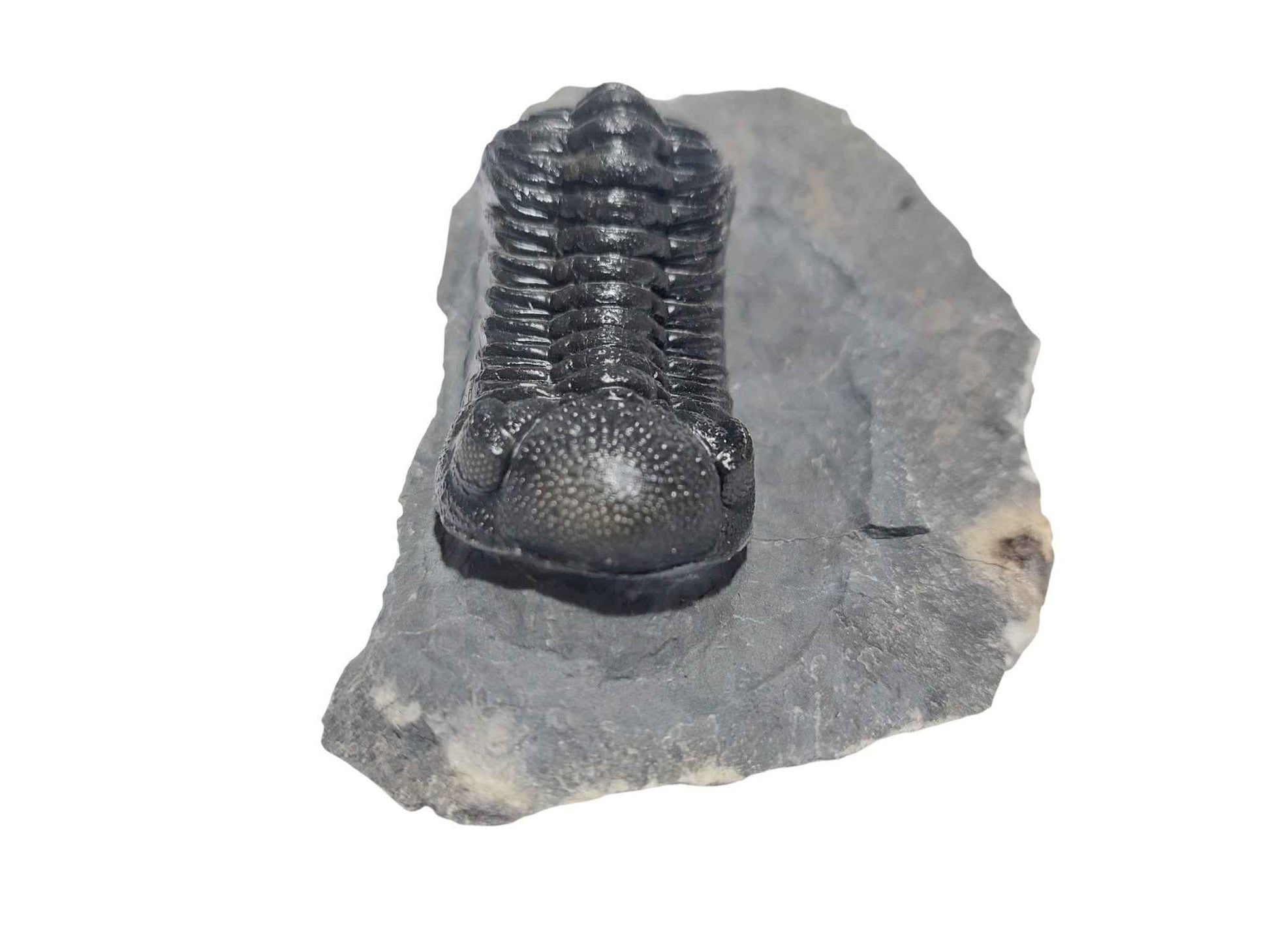 Reedops cephalotes – Devonian Trilobite - authentic fossil specimen, natural history by Fossils NH