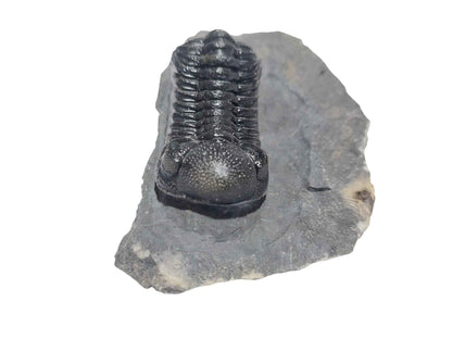 Reedops cephalotes – Devonian Trilobite - authentic fossil specimen, natural history by Fossils NH