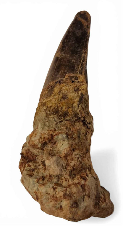 Abelisaurid Tooth – Cretaceous Dinosaur | Rare location - Atlas Mountains