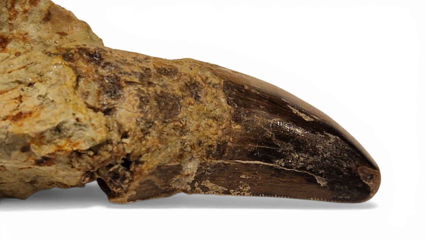 Abelisaurid Tooth – Cretaceous Dinosaur | Rare location - Atlas Mountains