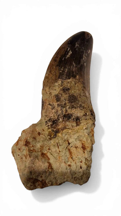 Abelisaurid Tooth – Cretaceous Dinosaur | Rare location - Atlas Mountains