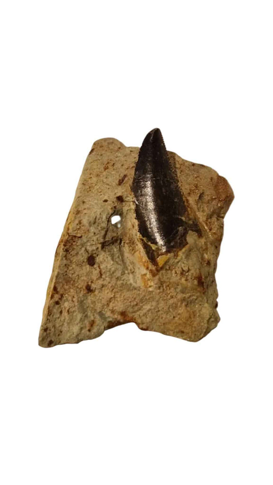Abelisaurid Tooth – Cretaceous Dinosaur | Rare location - Atlas Mountains