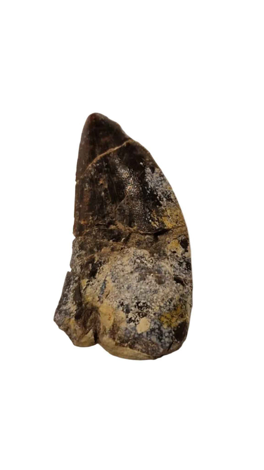 Abelisaurid Tooth – Cretaceous Dinosaur | Rare location - Atlas Mountains