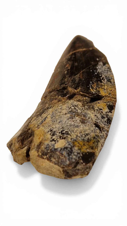 Abelisaurid Tooth – Cretaceous Dinosaur | Rare location - Atlas Mountains