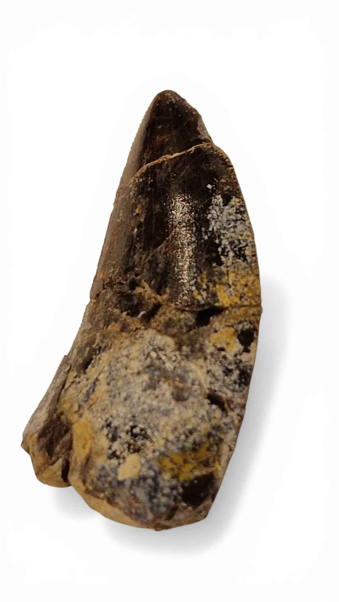 Abelisaurid Tooth – Cretaceous Dinosaur | Rare location - Atlas Mountains