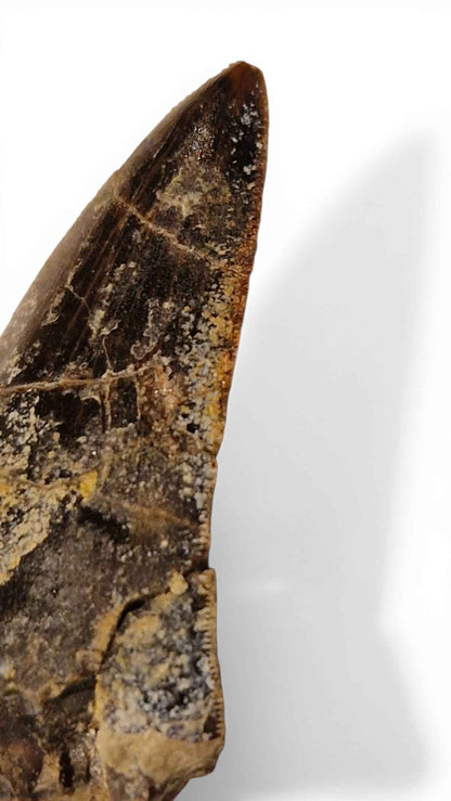 Abelisaurid Tooth – Cretaceous Dinosaur | Rare location - Atlas Mountains
