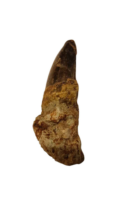Abelisaurid Tooth – Cretaceous Dinosaur | Rare location - Atlas Mountains