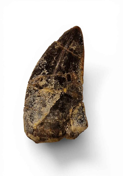 Abelisaurid Tooth – Cretaceous Dinosaur | Rare location - Atlas Mountains