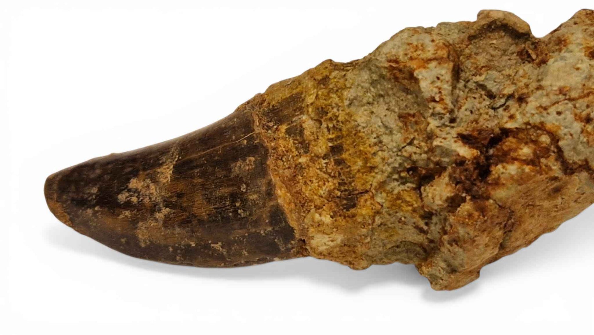 Abelisaurid Tooth – Cretaceous Dinosaur | Rare location - Atlas Mountains