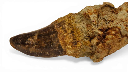 Abelisaurid Tooth – Cretaceous Dinosaur | Rare location - Atlas Mountains