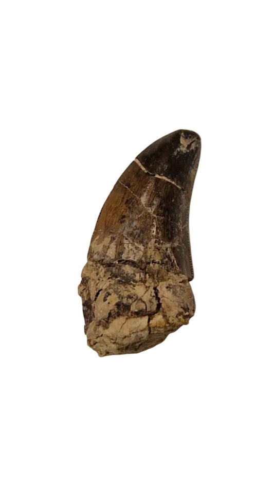 Abelisaurid Tooth 4.3cm – Cretaceous Dinosaur | Rare location - Atlas Mountains