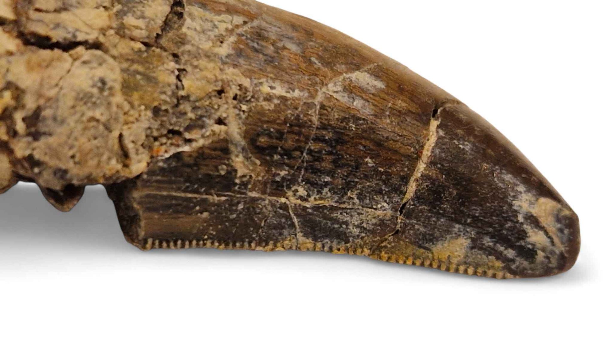 Abelisaurid Tooth 4.3cm – Cretaceous Dinosaur | Rare location - Atlas Mountains