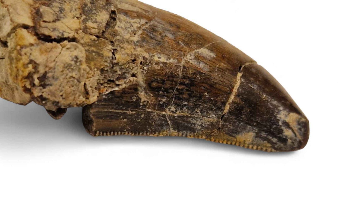 Abelisaurid Tooth 4.3cm – Cretaceous Dinosaur | Rare location - Atlas Mountains