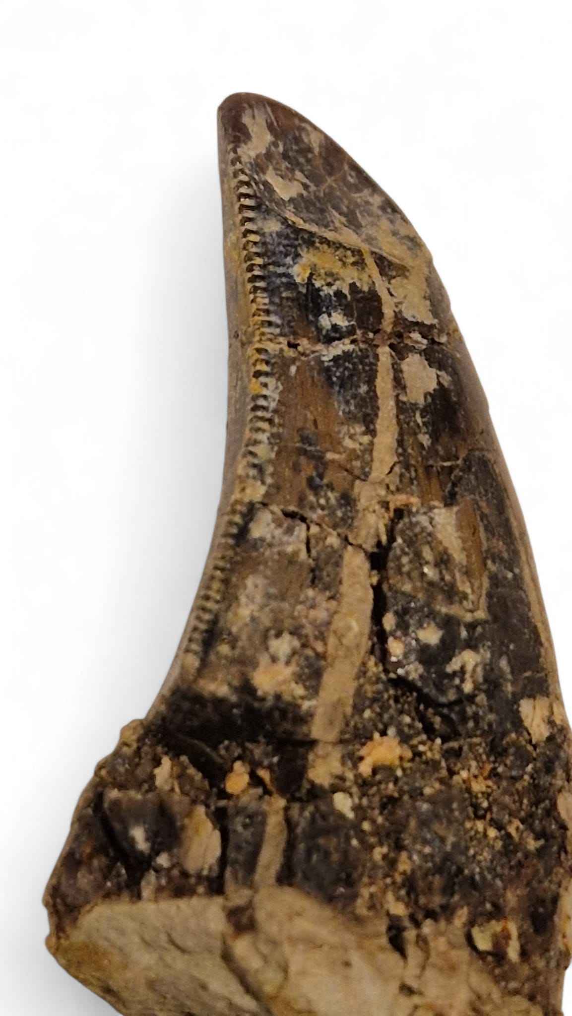 Abelisaurid Tooth 4.3cm – Cretaceous Dinosaur | Rare location - Atlas Mountains