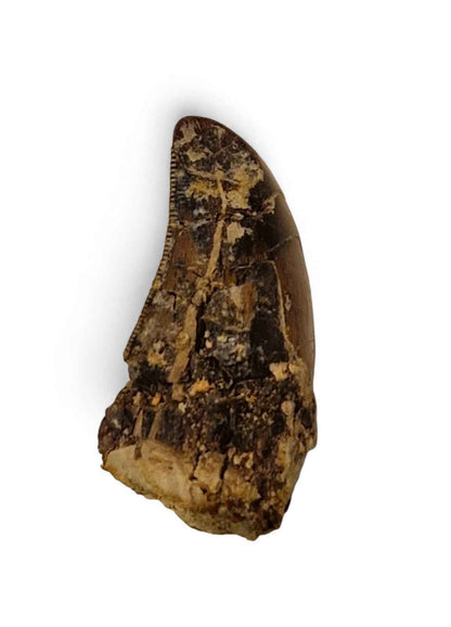 Abelisaurid Tooth 4.3cm – Cretaceous Dinosaur | Rare location - Atlas Mountains